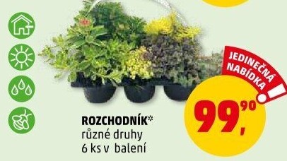 Rozchodník