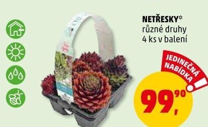 Sempervivum - netřesk