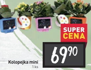 Kalanchoe - Kolopejka