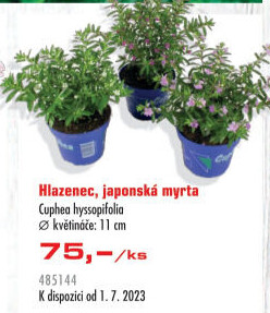 Cuphea - Hlazenec