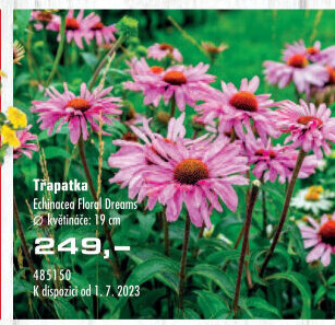 Echinacea - Třapatkovka