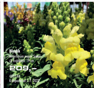 Hledík- Antirrhinum