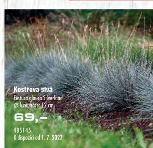 Kostřava sivá - Festuca Glauca Silverland