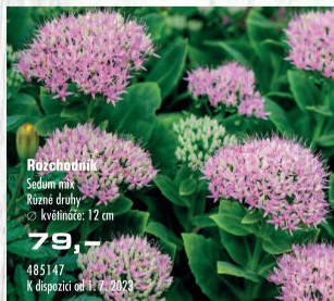 Sedum K12 mix