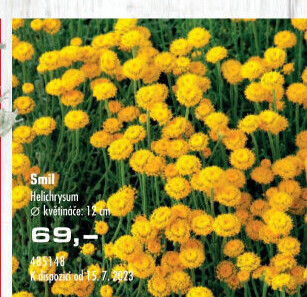Smil italský - Helichrysum