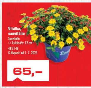 Vitálka - Sanvitalia