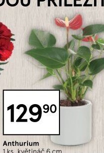 Anthurium - Toulitka
