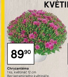 Chrysanthemum - Chryzantéma