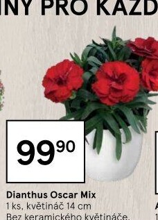 Dianthus - Hvozdík
