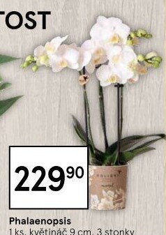 Orchidej
