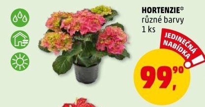Hortenzie - Hydrangea
