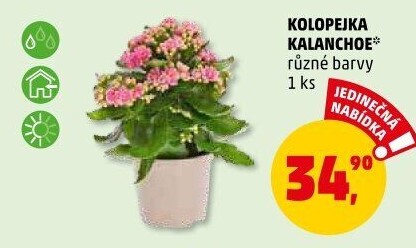 Kalanchoe - Kolopejka