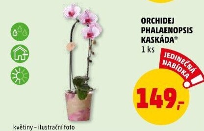 Orchidej