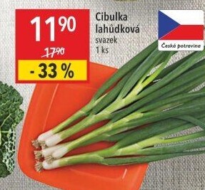 Jarní cibule svazek