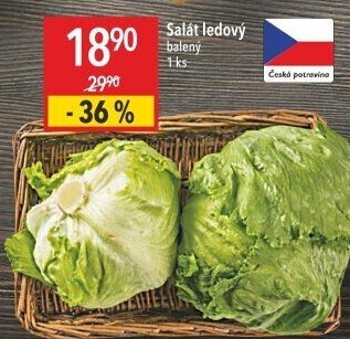 Salát ledový