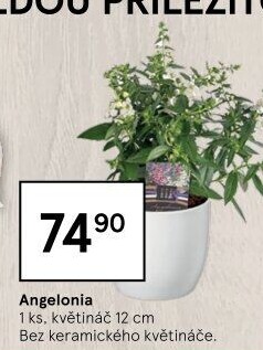 Angelonia