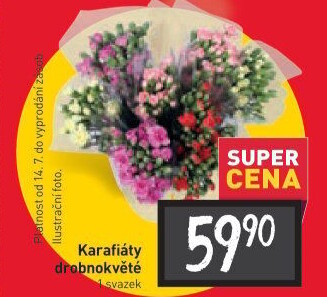 Řezaný karafiát