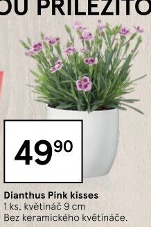 Dianthus - Hvozdík