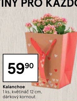Kalanchoe - Kolopejka