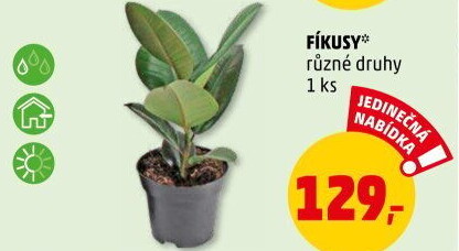 Fíkus