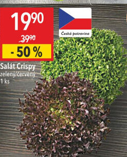 Salát listový Crispy