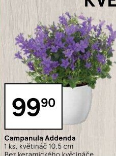 Campanula - Zvonek