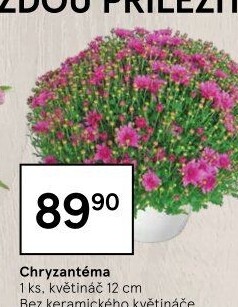 Chrysanthemum - Chryzantéma