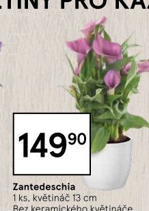 Zantedeschia - Kornoutovka