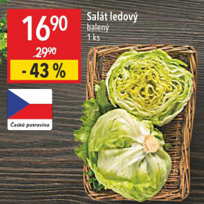 Salát ledový