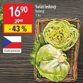 Salát ledový
