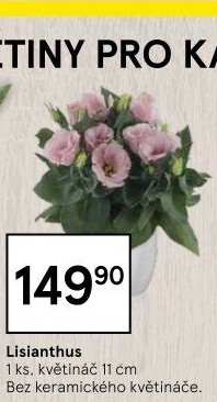 Eustoma - Jícnovka - Lisianthus