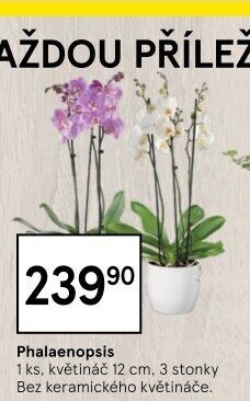 Orchidej