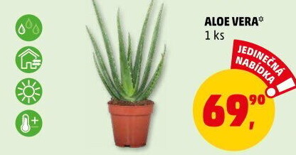 Aloe vera
