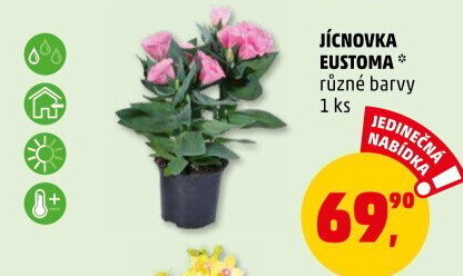 Eustoma - Jícnovka - Lisianthus