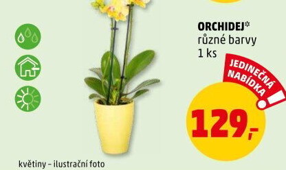 Orchidej
