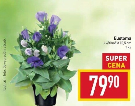 Eustoma - Jícnovka - Lisianthus
