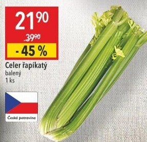 Celer řapíkatý