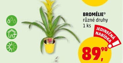 Bromelia