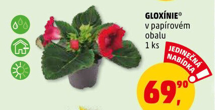 Gloxinie