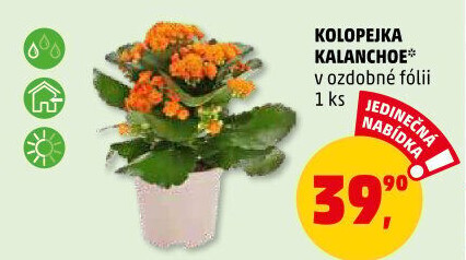 Kalanchoe - Kolopejka