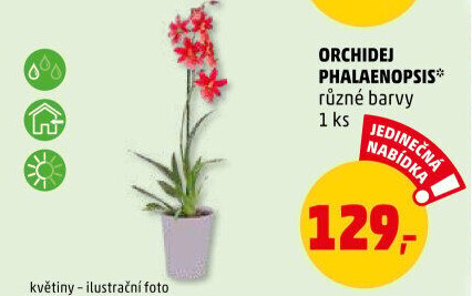 Orchidej