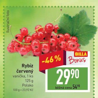 Rybíz červený