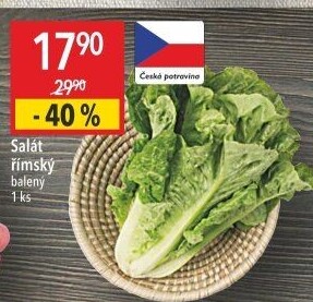 Salát římský