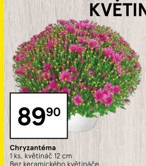 Chrysanthemum - Chryzantéma