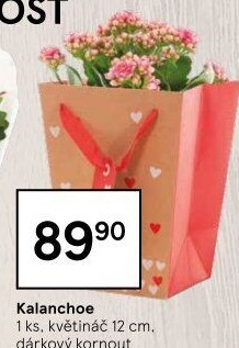 Kalanchoe - Kolopejka