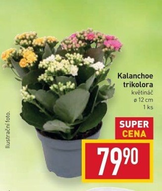 Kalanchoe - Kolopejka