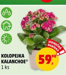 Kalanchoe - Kolopejka