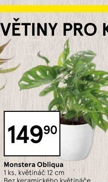Monstera