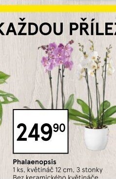 Orchidej