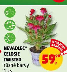 Nevadlec - Celosie